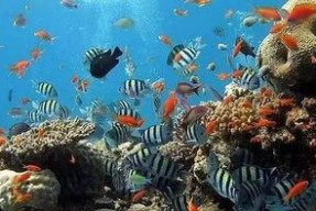 一线吃瓜娱乐圈by海底监