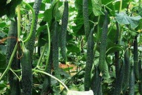 一枝花娱乐吃瓜